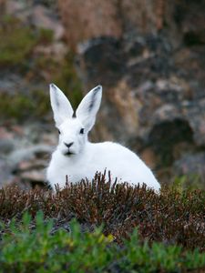 Preview wallpaper arctic hare, hare, polar, grass