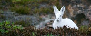 Preview wallpaper arctic hare, hare, polar, grass