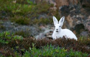 Preview wallpaper arctic hare, hare, polar, grass