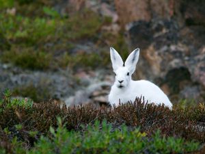 Preview wallpaper arctic hare, hare, polar, grass