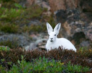 Preview wallpaper arctic hare, hare, polar, grass