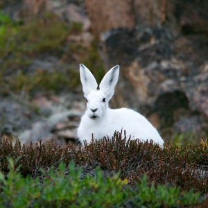 Preview wallpaper arctic hare, hare, polar, grass