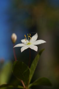 Preview wallpaper arctic starflower, flower, petals, white