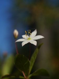 Preview wallpaper arctic starflower, flower, petals, white