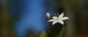 Preview wallpaper arctic starflower, flower, petals, white