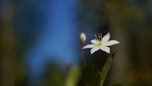 Preview wallpaper arctic starflower, flower, petals, white