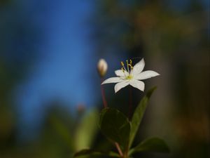 Preview wallpaper arctic starflower, flower, petals, white