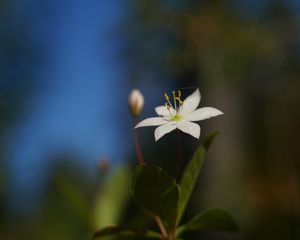 Preview wallpaper arctic starflower, flower, petals, white