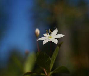 Preview wallpaper arctic starflower, flower, petals, white