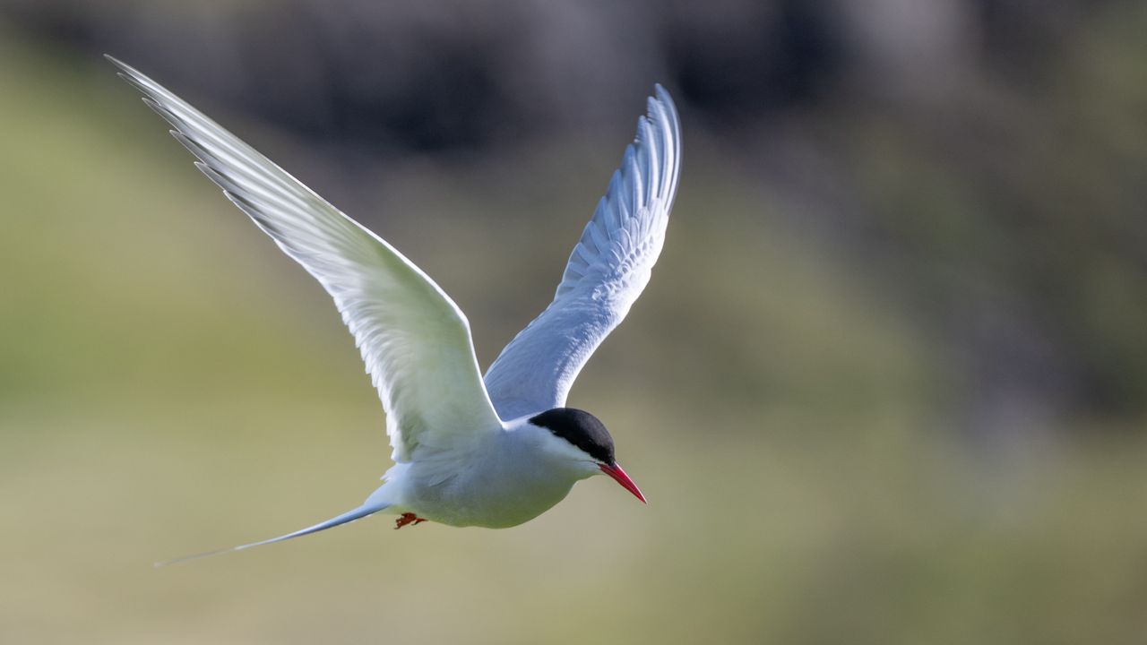 Wallpaper arctic tern, bird, wings, flight, blur