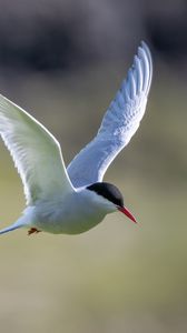 Preview wallpaper arctic tern, bird, wings, flight, blur