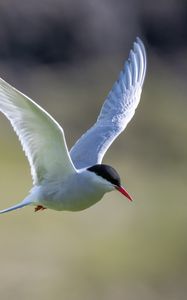 Preview wallpaper arctic tern, bird, wings, flight, blur