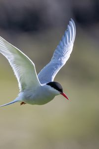 Preview wallpaper arctic tern, bird, wings, flight, blur