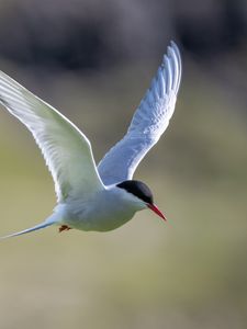 Preview wallpaper arctic tern, bird, wings, flight, blur