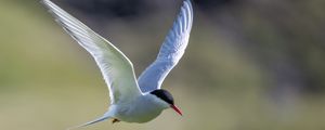 Preview wallpaper arctic tern, bird, wings, flight, blur