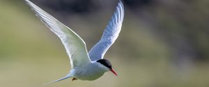 Preview wallpaper arctic tern, bird, wings, flight, blur