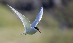 Preview wallpaper arctic tern, bird, wings, flight, blur