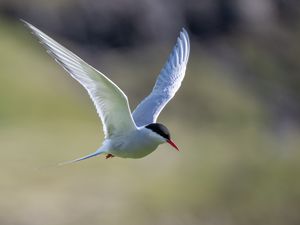 Preview wallpaper arctic tern, bird, wings, flight, blur