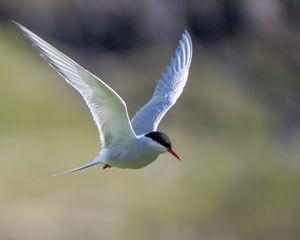 Preview wallpaper arctic tern, bird, wings, flight, blur