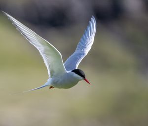 Preview wallpaper arctic tern, bird, wings, flight, blur