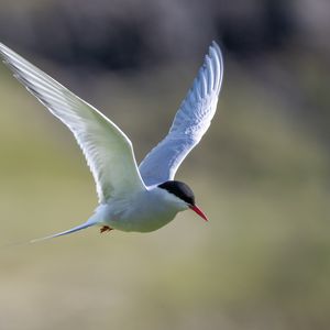 Preview wallpaper arctic tern, bird, wings, flight, blur