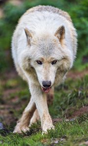 Preview wallpaper arctic wolf, animal, protruding tongue, pose, funny, art