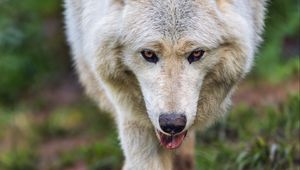 Preview wallpaper arctic wolf, animal, protruding tongue, pose, funny, art