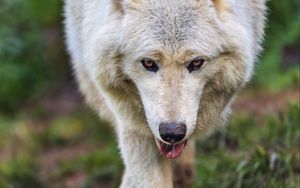 Preview wallpaper arctic wolf, animal, protruding tongue, pose, funny, art