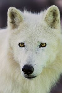 Preview wallpaper arctic wolf, dog, muzzle