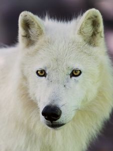 Preview wallpaper arctic wolf, dog, muzzle