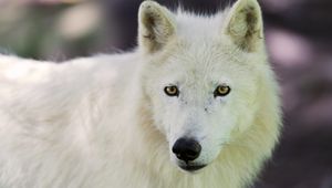 Preview wallpaper arctic wolf, dog, muzzle