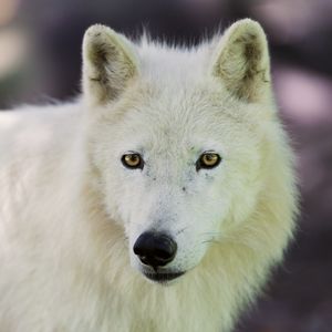 Preview wallpaper arctic wolf, dog, muzzle