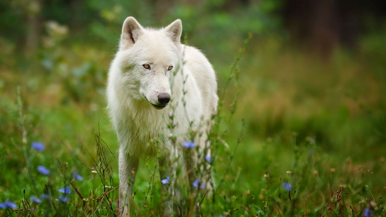 Wallpaper arctic wolf, predator, wolf