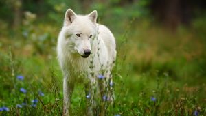 Preview wallpaper arctic wolf, predator, wolf