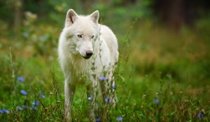 Preview wallpaper arctic wolf, predator, wolf