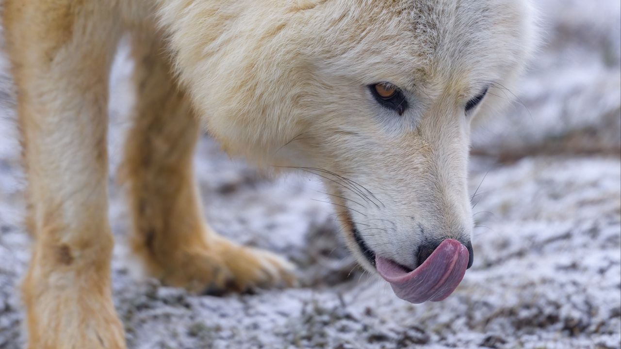 Wallpaper arctic wolf, protruding tongue, predator, animal, snow, white