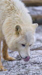 Preview wallpaper arctic wolf, protruding tongue, predator, animal, snow, white