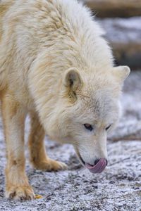 Preview wallpaper arctic wolf, protruding tongue, predator, animal, snow, white