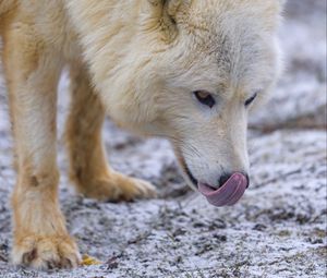 Preview wallpaper arctic wolf, protruding tongue, predator, animal, snow, white