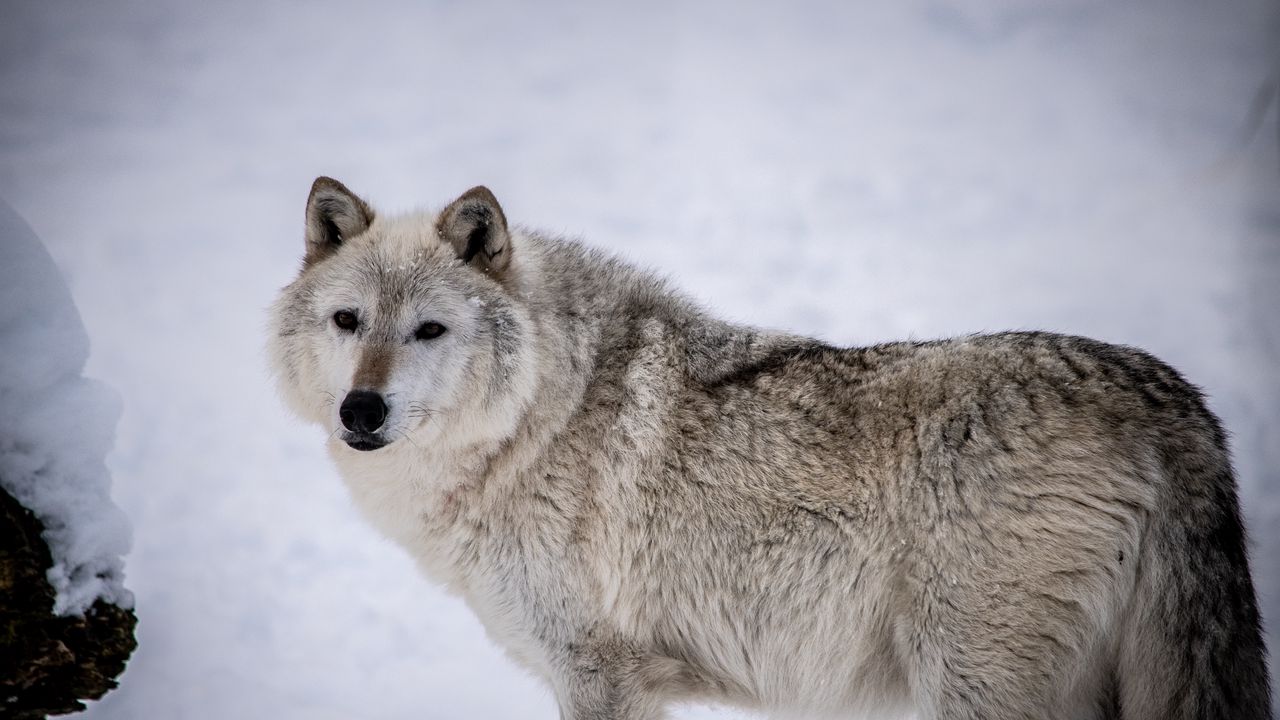 Wallpaper arctic wolf, wolf, predator, animal, snow