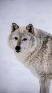 Preview wallpaper arctic wolf, wolf, predator, animal, snow
