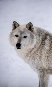 Preview wallpaper arctic wolf, wolf, predator, animal, snow