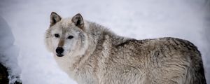 Preview wallpaper arctic wolf, wolf, predator, animal, snow
