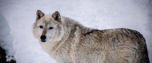 Preview wallpaper arctic wolf, wolf, predator, animal, snow