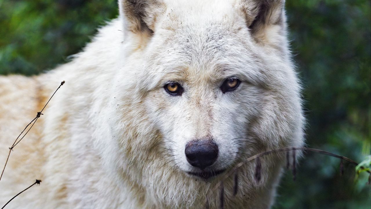 Wallpaper arctic wolf, wolf, predator, animal