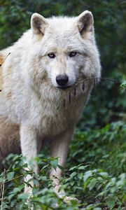 Preview wallpaper arctic wolf, wolf, predator, animal