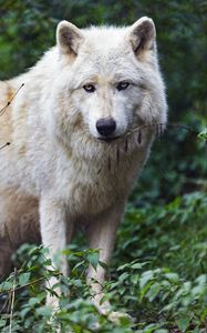 Preview wallpaper arctic wolf, wolf, predator, animal