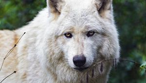 Preview wallpaper arctic wolf, wolf, predator, animal