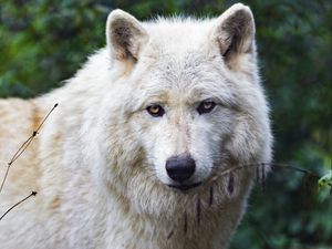 Preview wallpaper arctic wolf, wolf, predator, animal