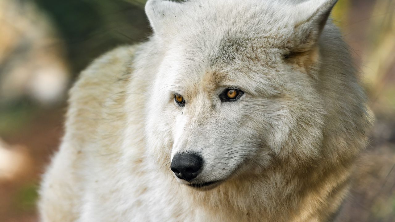 Wallpaper arctic wolf, wolf, predator, wild